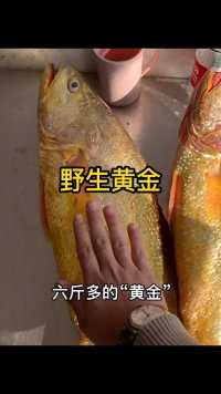 过万的一条的大黄鱼 舟山海鲜东海野生黄鱼#黄鱼为什么这么贵