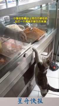 小猫在取餐台上用爪爪够吃的，主打一个身高不够爪爪来凑，猫好，人好!