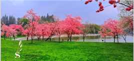 《三月盛开的樱花》
春天正是樱花盛开的季节，远远望去，繁华满树，似雪非雪胜雪。层层叠叠密密麻麻眼看要把枝头压弯了，艳丽夺目。