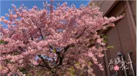 带你看樱花#盛开的樱花林下 #赏花来这里 #春天一定不能错过的美景 #赏樱花 #花的世界很美 #原创视频