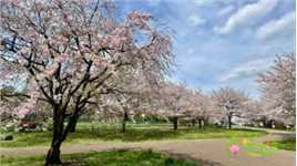 美丽的垂枝樱#樱花树下 #带你看樱花 #在春风里看一场樱花 #醉美花海季 #四月不能错过的美丽花海 #原创视频