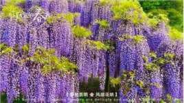 紫藤花瀑布#紫色花海# －花一草一世界#花的盛宴#原创视频