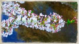 春日里看一场樱花#带你去赏樱#日常生活#城市一角#花花世界#原创视频