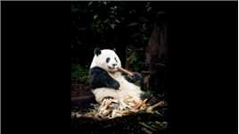 成都大熊猫繁育研究基地——看花局，排队2小时，只看不到3分钟……