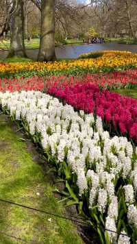 春风拂面的时节，荷兰库肯霍夫公园的的郁金香风信子如约而至、花香扑面、争妍斗艳，清新悦目、甜美淡雅的色调与韵味给蓝天与大地增色生辉、五彩斑斓的画面展示着其独特的风采与魅力，吸引着八方的游人 ……