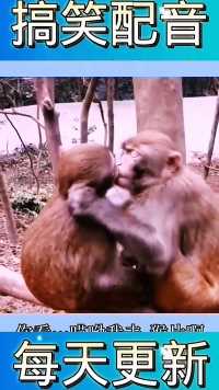 这俩猴子也太恩爱了
