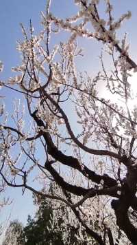 北京 天坛内有片杏树林正到了盛花期，小枝小叉都直往天上长，充满了王霸之气；据说这里的不少杏树是大清朝时种下的，也是北京城区最大的一片杏树林。  #杏树  #春花  #随手一拍