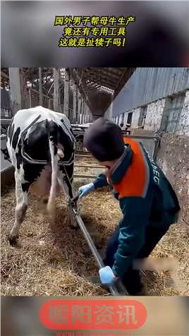 国外男子帮母牛生产，竟还有专用工具，这就是扯犊子吗！