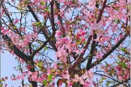 邂逅春天的浪漫💖
#春天的温柔已长满枝头 #樱花🌸 #春暖花开的季节到了