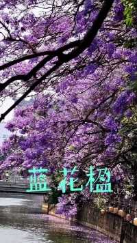 立夏：一城春色半城紫，忽如紫云落万家。蓝花楹的盛开为春天收个尾，为夏天开了个头。