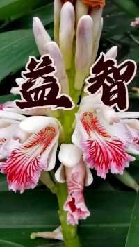益智—中国四大南药之一，俗称“状元果”，由于它能益智、强智，使人聪明，所以也叫它为益智仁。