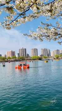 不负好春光，去不了远方家门口也诗意盎然！北京玉渊潭公园樱花盛开！