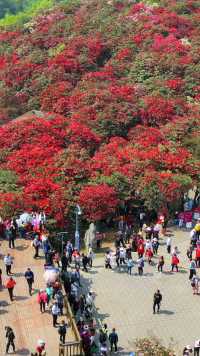 贵州百里杜鹃，世界上最大的天然花园，绵延几十公里，被誉为地球彩带！