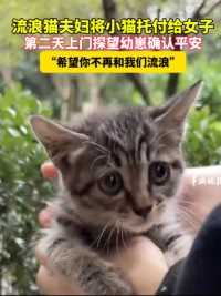 流浪猫夫妇将小猫托付给女子，第二天上门探望幼崽确认平安，“希望你不再和我们流浪”