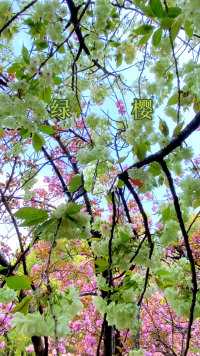 从惠山古镇进入锡惠公园大门右转，就能看到有三棵国宝级品种绿樱。#绿樱 #手机随拍