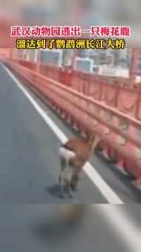 梅花鹿跑到了武汉鹦鹉洲长江大桥上