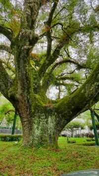 市政大院里一棵千年古樟树，让人叹为观止！！！至少6.7人才能抱一圈