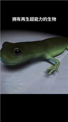  拥有再生超能力的生物，号称动物界的“金刚狼”~