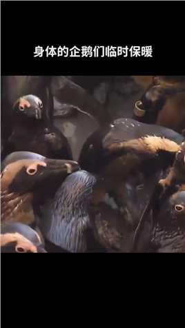 你有想过给企鹅织一件毛衣吗？ 