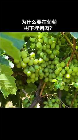  为什么要在葡萄树下埋猪肉~