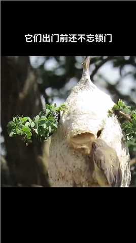 飞行界的建筑大师——南攀雀~