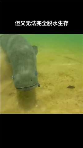 能把食人鱼牙咬崩的巨鱼~