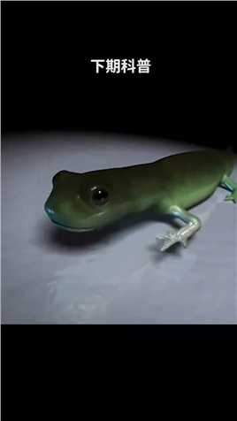 . 动物界的“刺头大佬”——豪猪 ~