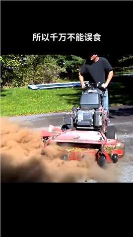 你见过会爆炸的蘑菇吗？ 