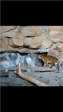 和你想象中不一样的动物冷知识 ~