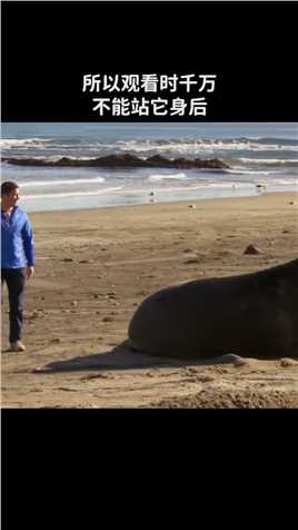 世界上最大的海豹——象海豹 ~