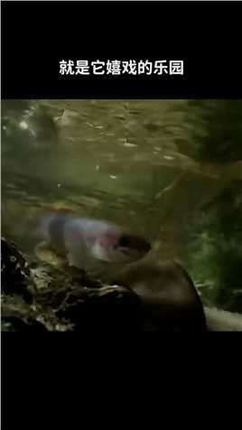 明明是鱼，却能离水上岸生活数月~