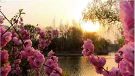 《晚风》#春天 #春日赏花 #公园随拍 #鸟语花香 #春天的色彩 