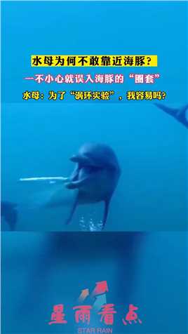 水母为何不敢靠近海豚？原来是怕被邀请做“涡环实验”！
