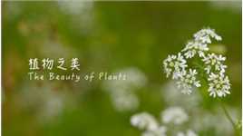 宣传片：植物之美（吴世康纪录片工作室）
