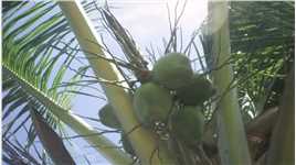 炎炎夏日，解渴的椰子怎能少呢 #夏天你好 #椰子冻 