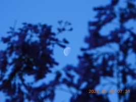 摄录:校园清晨半个月亮从蓝花楹树林中爬上来 🌗💠🌿