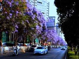 街景随拍:昆明红锦路边蓝花楹的行道树 🚏💠🚘