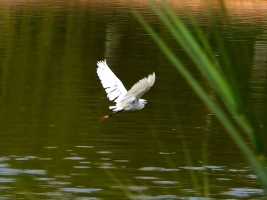 抓拍:在昆明月牙潭公园里飞舞的白鹭 𓅜📷[太阳]