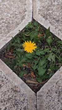 随拍:石铺地砖中镶嵌的一朵小野花 🌼📱[太阳]