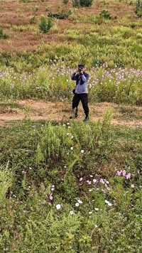 手机摄录:昆明长虫山脚下满山遍野的格桑花 🌸⛰️🌺