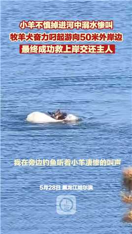 5月28日，黑龙江，#小羊不慎掉进河中牧羊犬跳进河中营救 