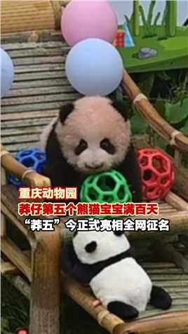 10月13日，重庆，#重庆动物园莽仔第五个熊猫宝宝满百天，“莽五”今正式亮相全网征名（上游新闻记者 王淳 刘波 甘侠义）