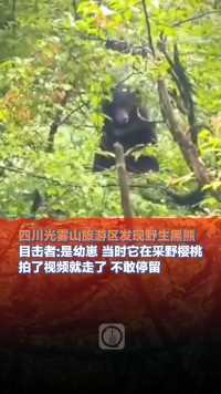 6月5日（采访时间），#四川光雾山旅游区发现野生黑熊，目击者:是幼崽 当时它在采野樱桃，拍了视频就走了 不敢停留（上游新闻记者 李文滔）