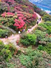 山东的秋天有多美！青州天赐山红叶开始红了！    