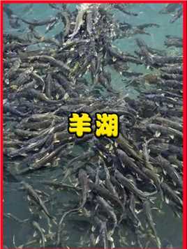 西藏羊湖有8亿公斤鱼，堪称鱼类天堂却无人捕捞，当地人在害怕什么？