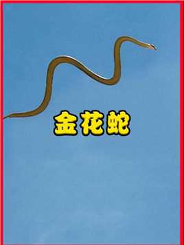 金花蛇没有翅膀，为什么能在空中飞行？它是如何做到的？