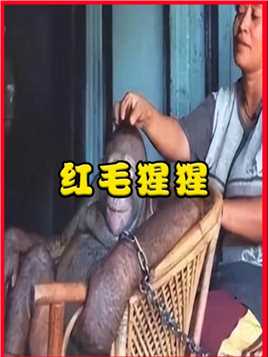 印尼红毛猩猩被囚禁6年，每天被迫接待男客人，浑身溃烂也不能停