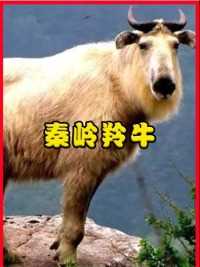 秦岭生活的奇特野兽，能在悬崖峭壁上交配，遇到它时为何要避开？