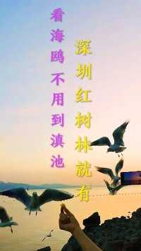 看海鸥何须东奔西跑，深圳红树林就有#海鸥 #带你去看海鸥 #深圳红树林