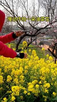 一朵油菜花试试这样拍…随手抓住一朵油菜花，便是整个欣欣向荣的春天。  #慢动作 #又到了拍油菜花的季节